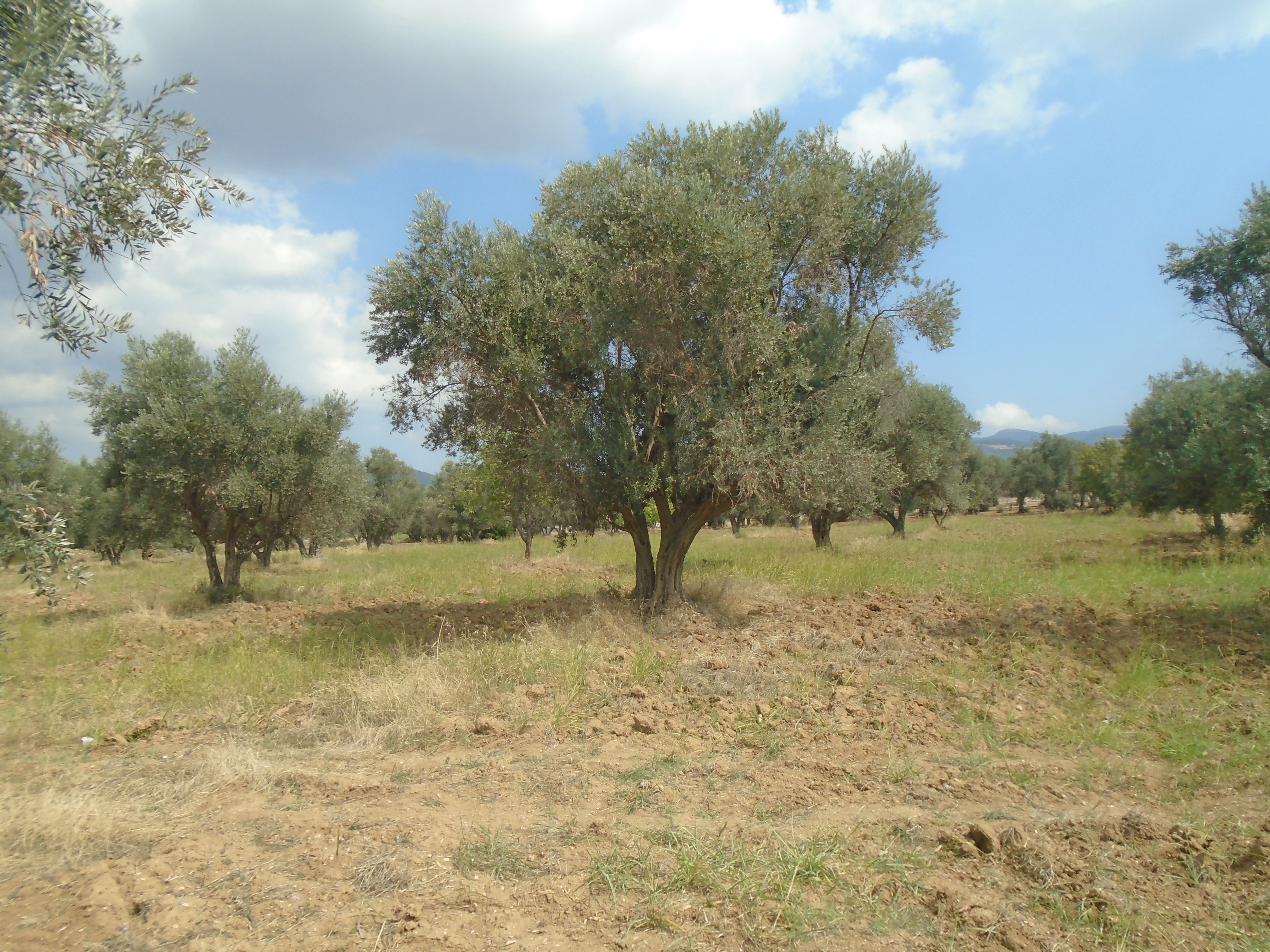 BALÇOVA SATILIK ÇİFTLİK